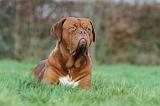 DOGUE DE BORDEAUX 187